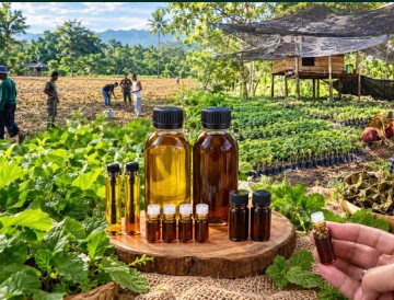 Pure Patchouli Oil from Aceh